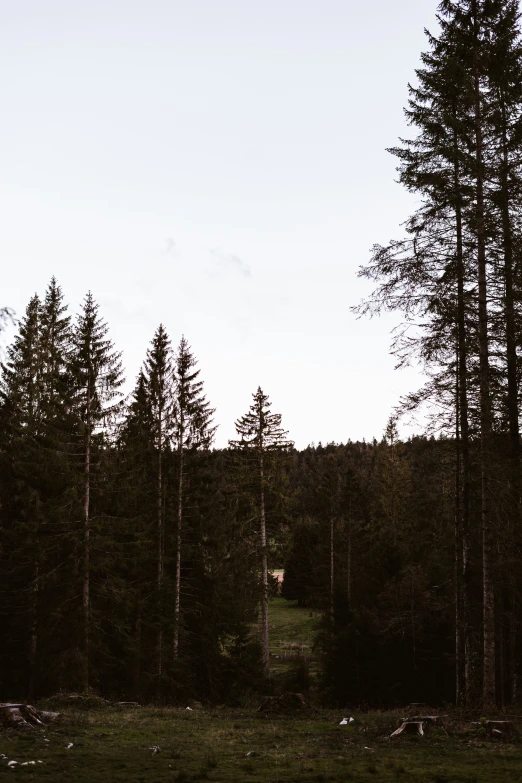 trees in the distance with soing in the middle of them