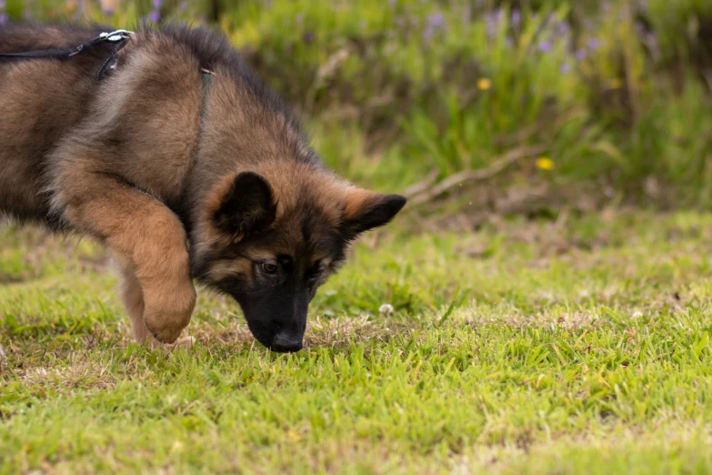 the puppy is sniffing at the ground on the grass