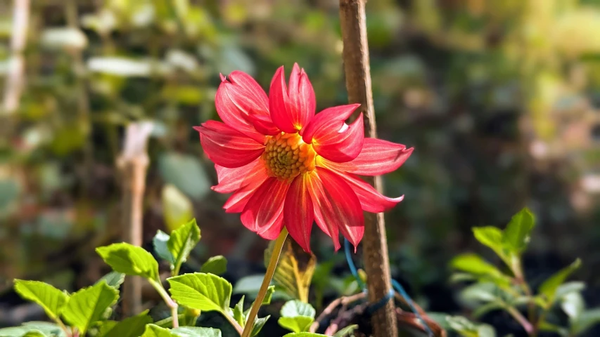 a red flower sits on a twig near the edge of some foliage