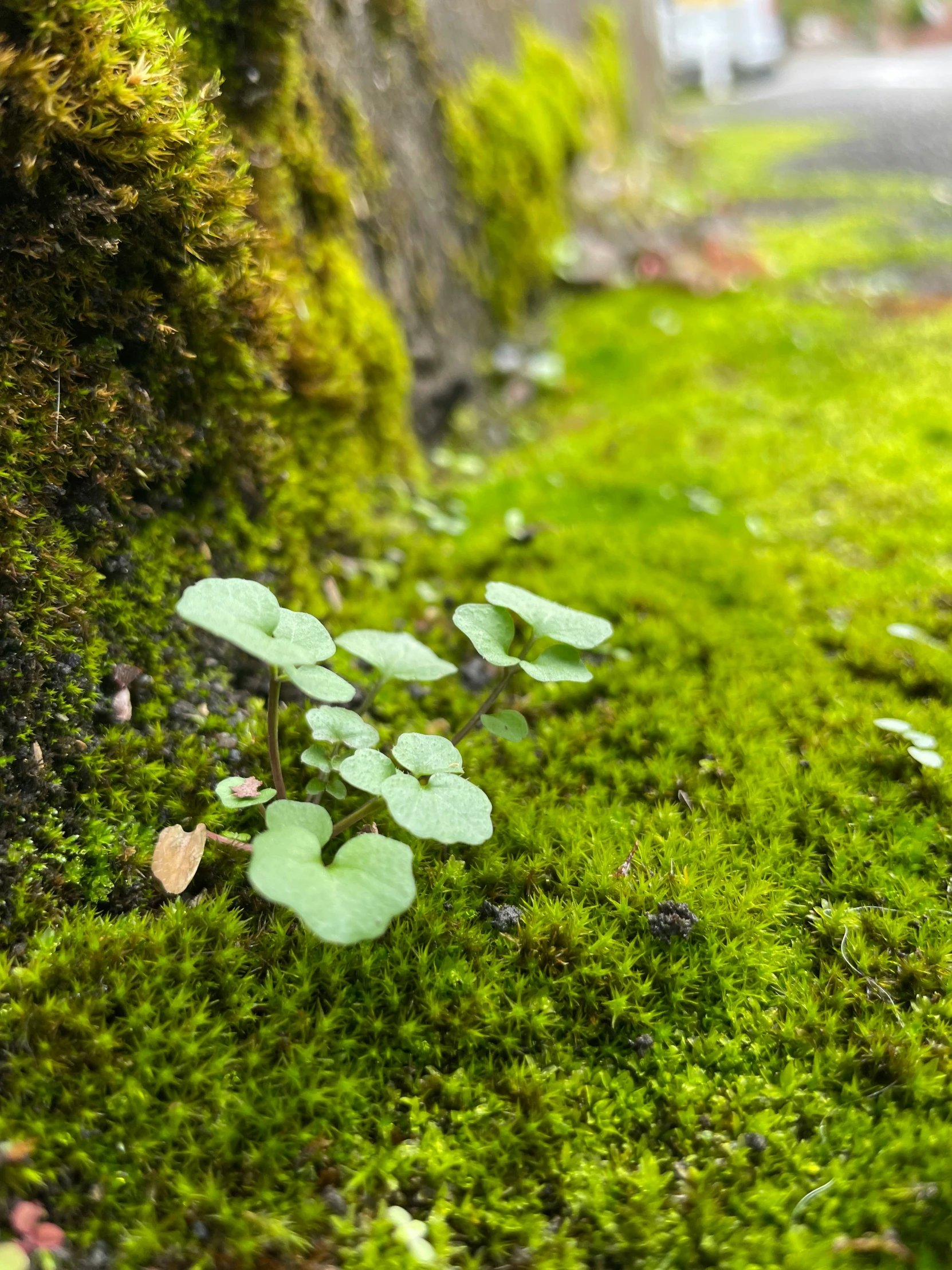 some mossy grass with green leaves growing on the ground