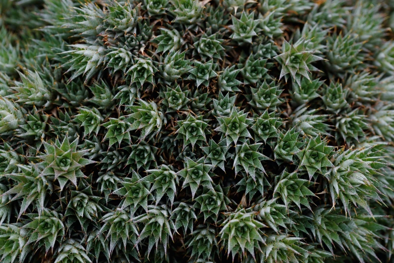 close up po of an evergreen plant with tiny green needles