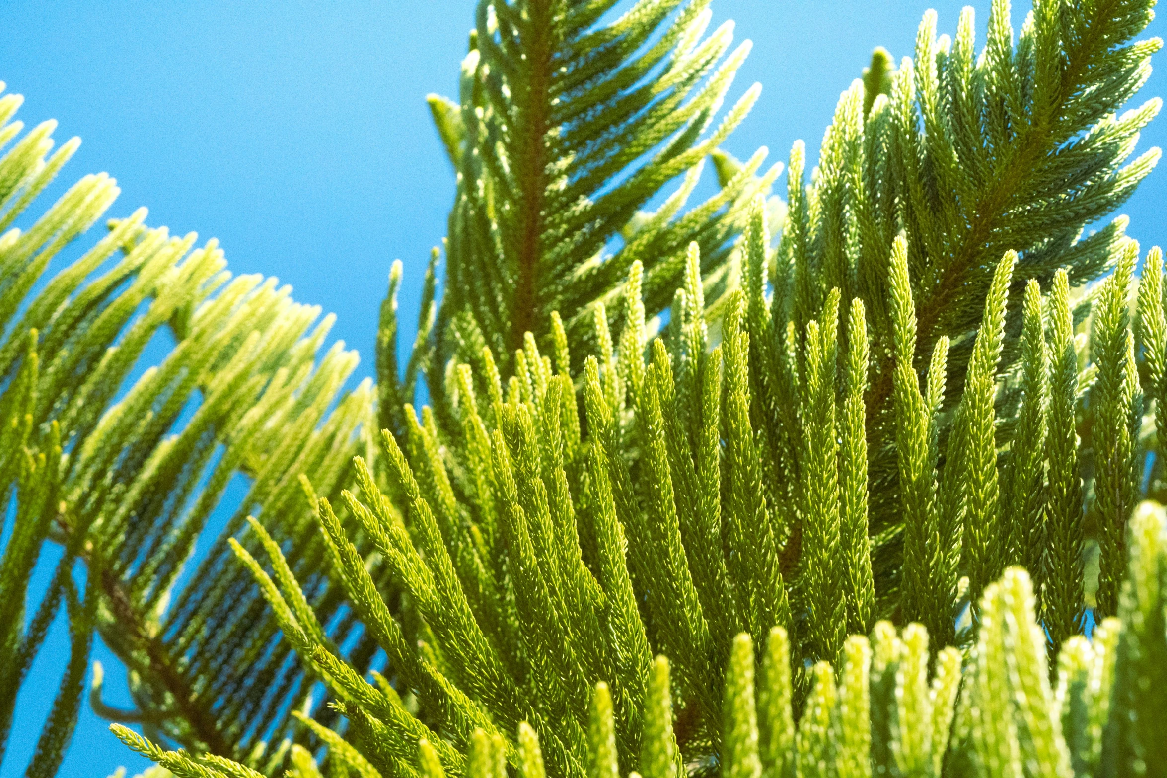 tree nches with a blue sky in the background