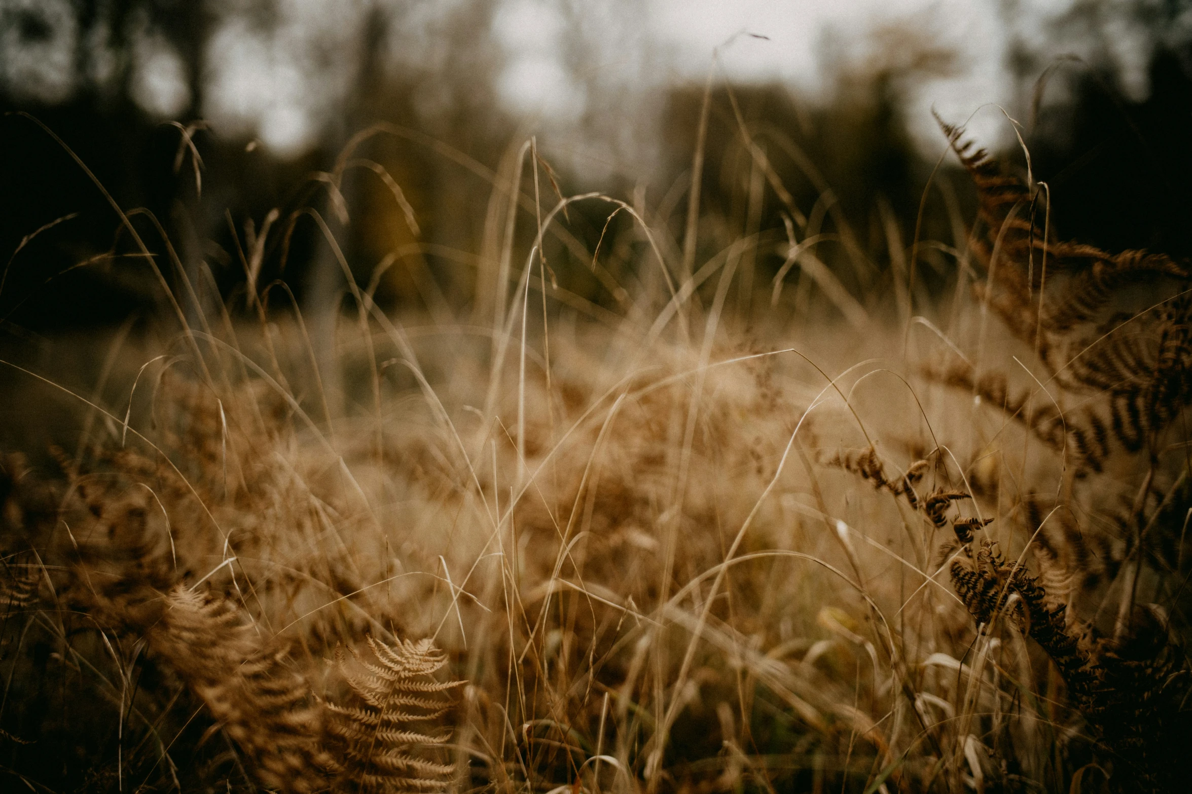 some tall grass in the middle of the day