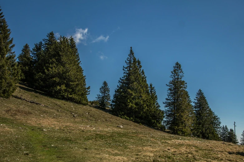 a person riding a horse on a grassy hill next to trees