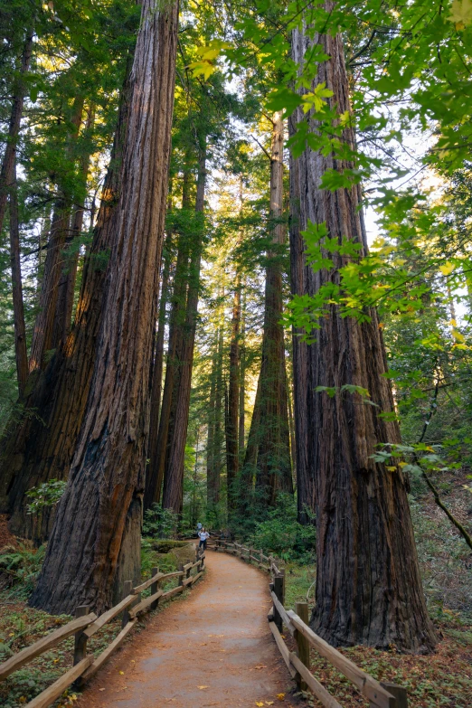 the trail in the woods is very narrow