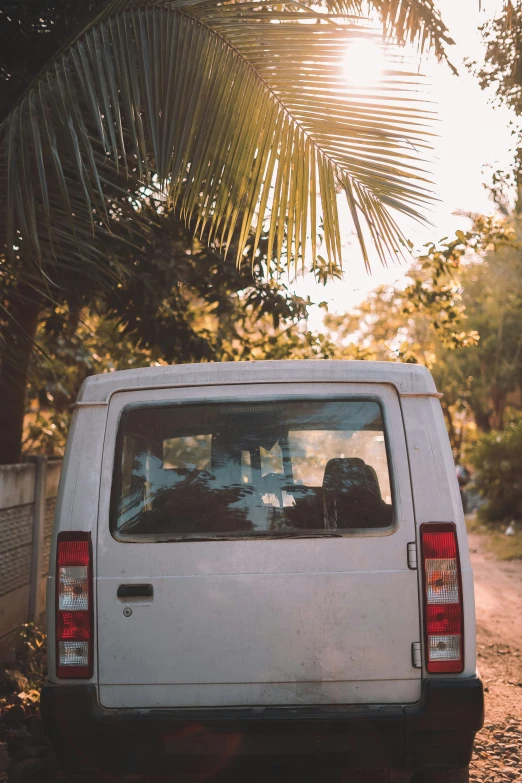 white van parked next to a palm tree with sun light