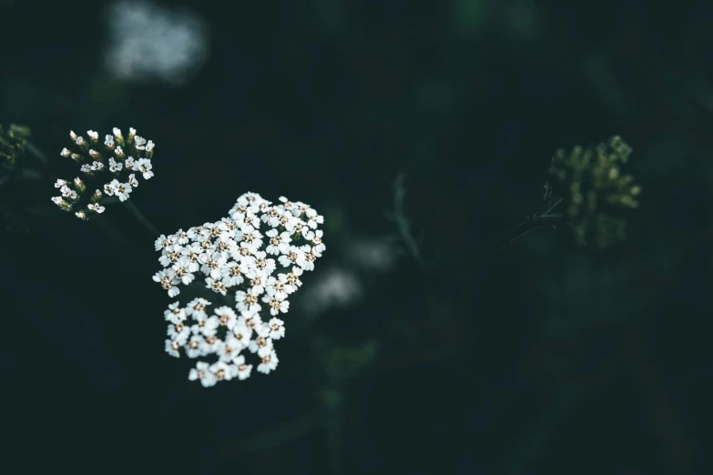 a bunch of flowers sitting on top of a leaf covered field