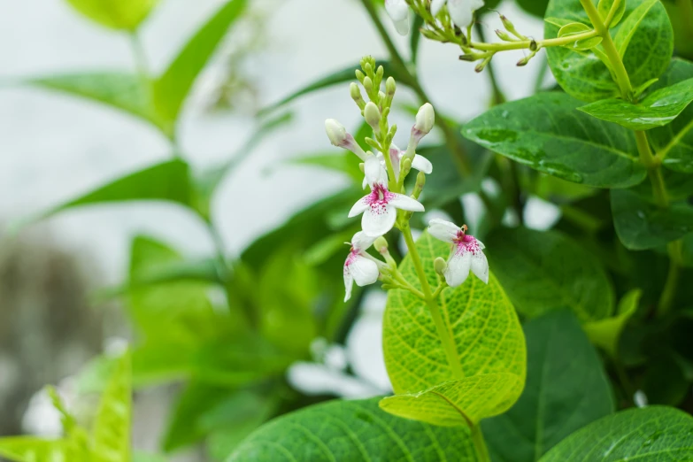 a group of white flowers and green leaves