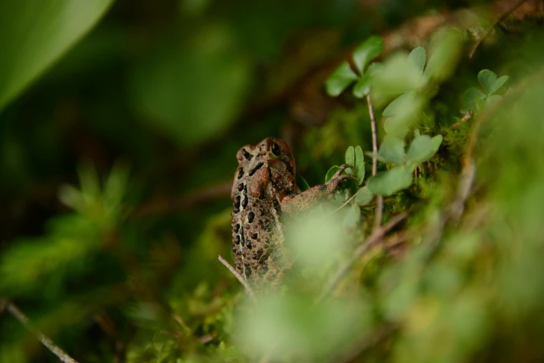 a small frog is sitting in the grass