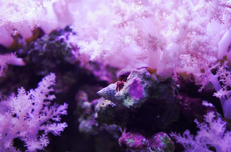 there is an underwater life that looks really beautiful