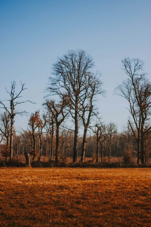 some trees are standing in a field near other trees