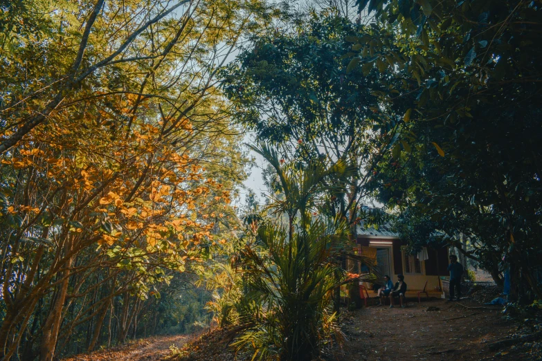 an orange and yellow train traveling through trees