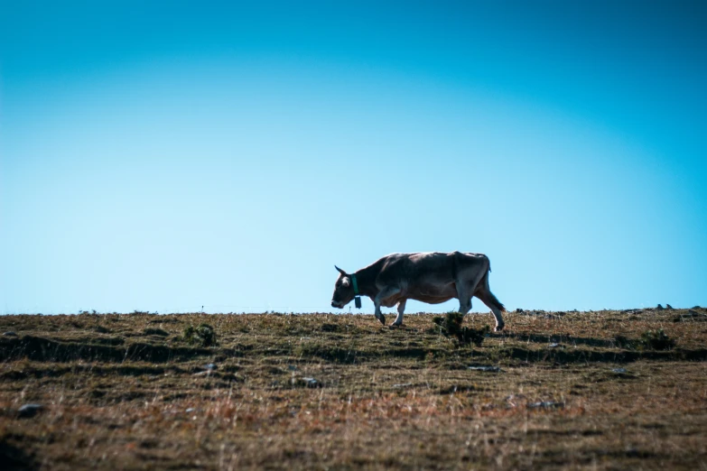 a cow walking across the field in the blue sky