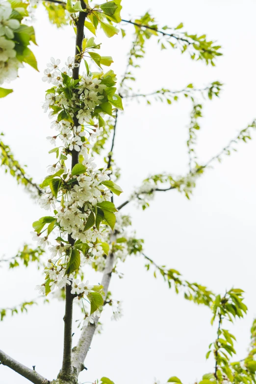 small white flowers on the tip of a tree