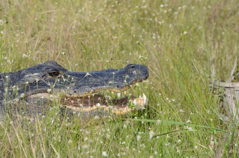 a big alligator laying in tall grass