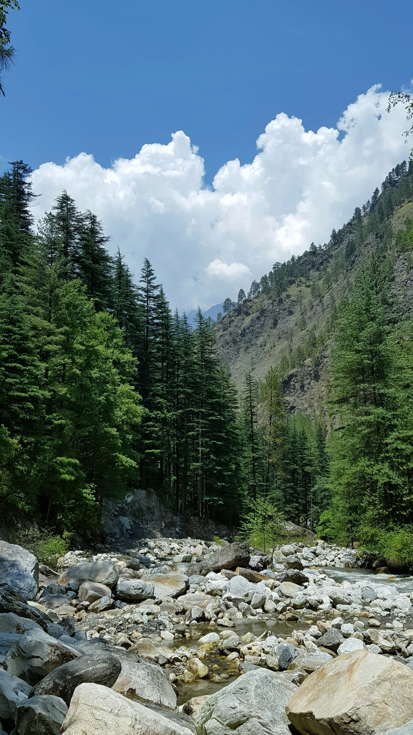 a river flowing through a forest filled with lots of rocks