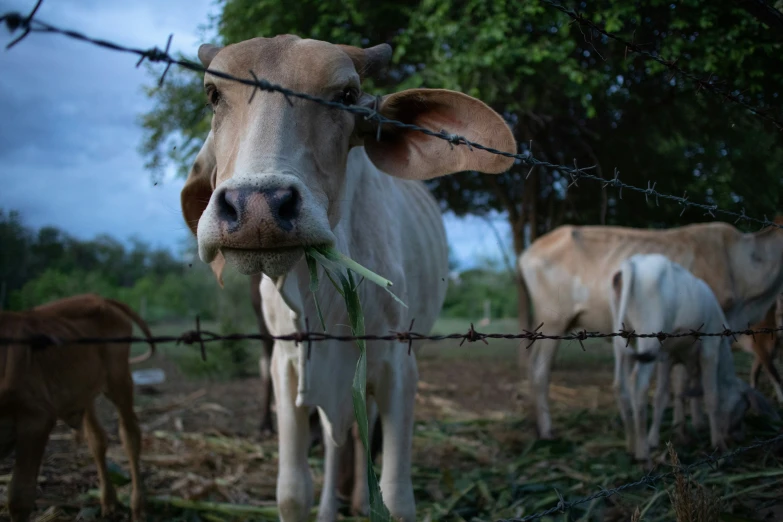 a brown cow standing next to a barbed wire fence