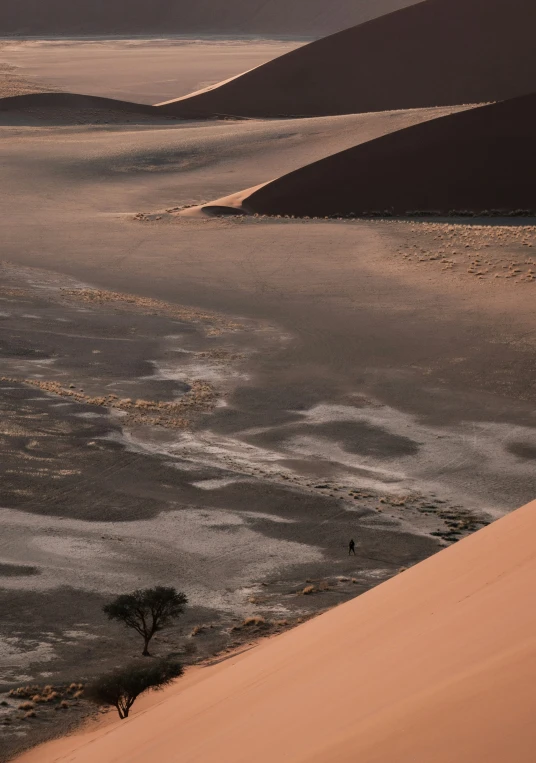 two trees in a desert landscape in the background is an arid area with small trees