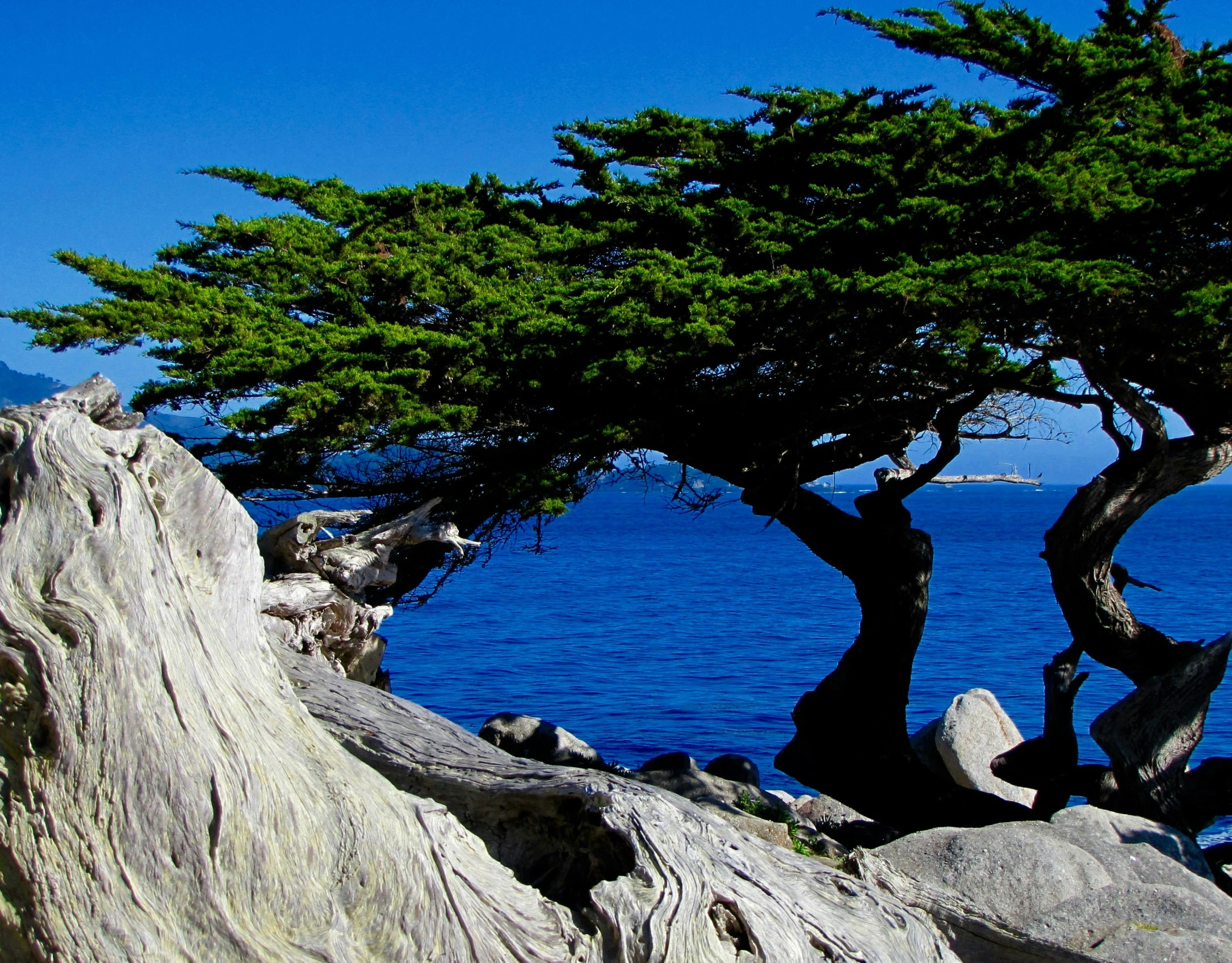 tree with large trunk on rocky shore by the ocean