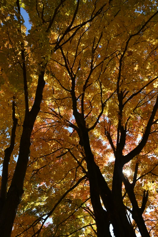 the sky is blue and there are trees that have all yellow leaves