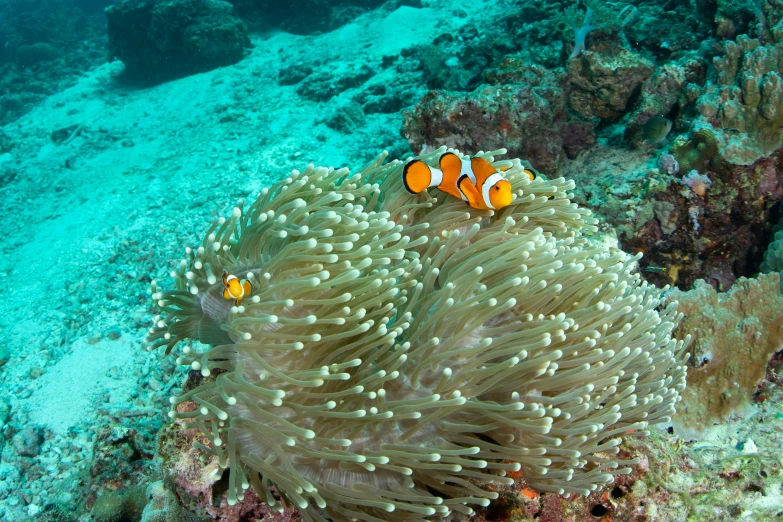 two clownfish swimming amongst hard coral and a sea coral