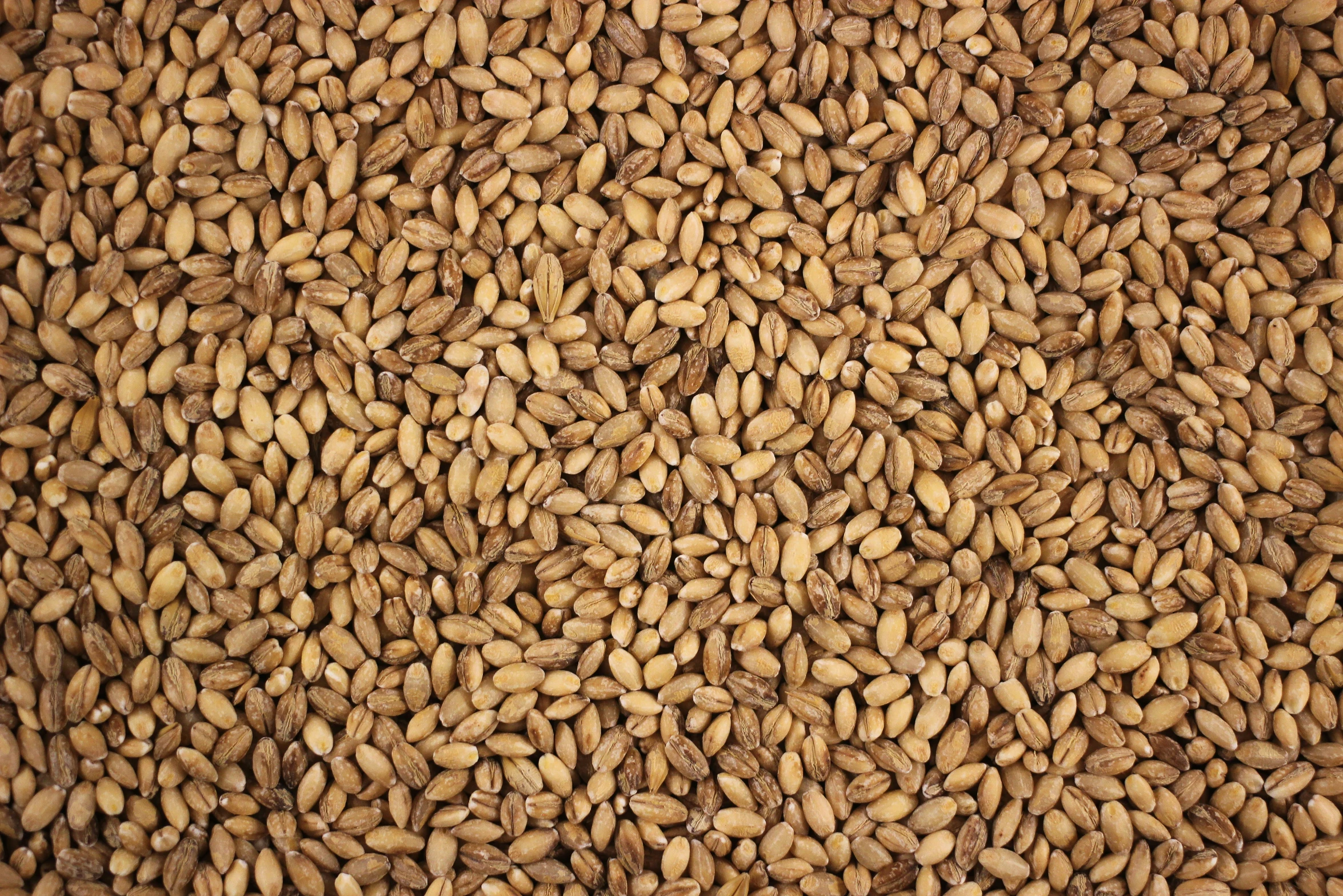 many brown seeds are arranged into a square pattern