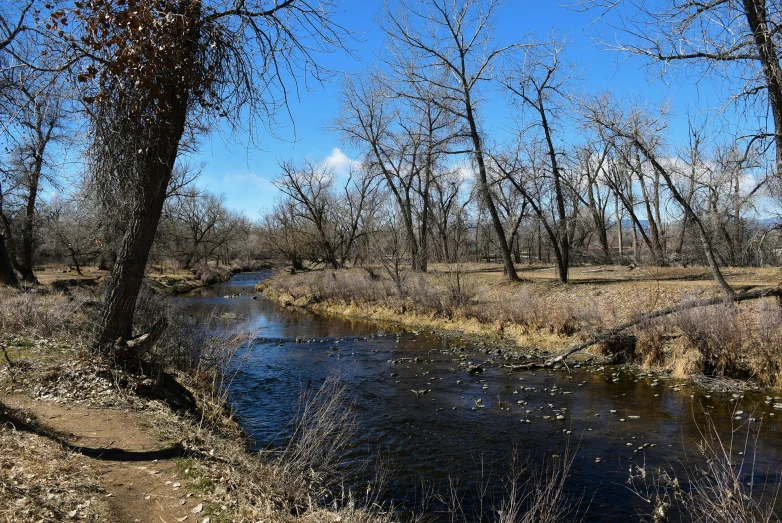 a creek surrounded by dry grass, trees and blue sky