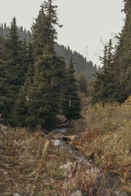 a view of a stream that is running through a forest