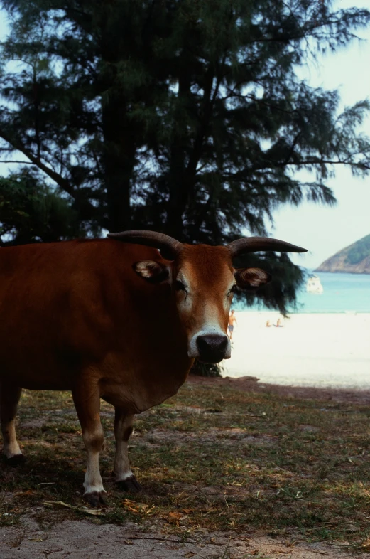 a cow looks at the camera and is staring into the camera