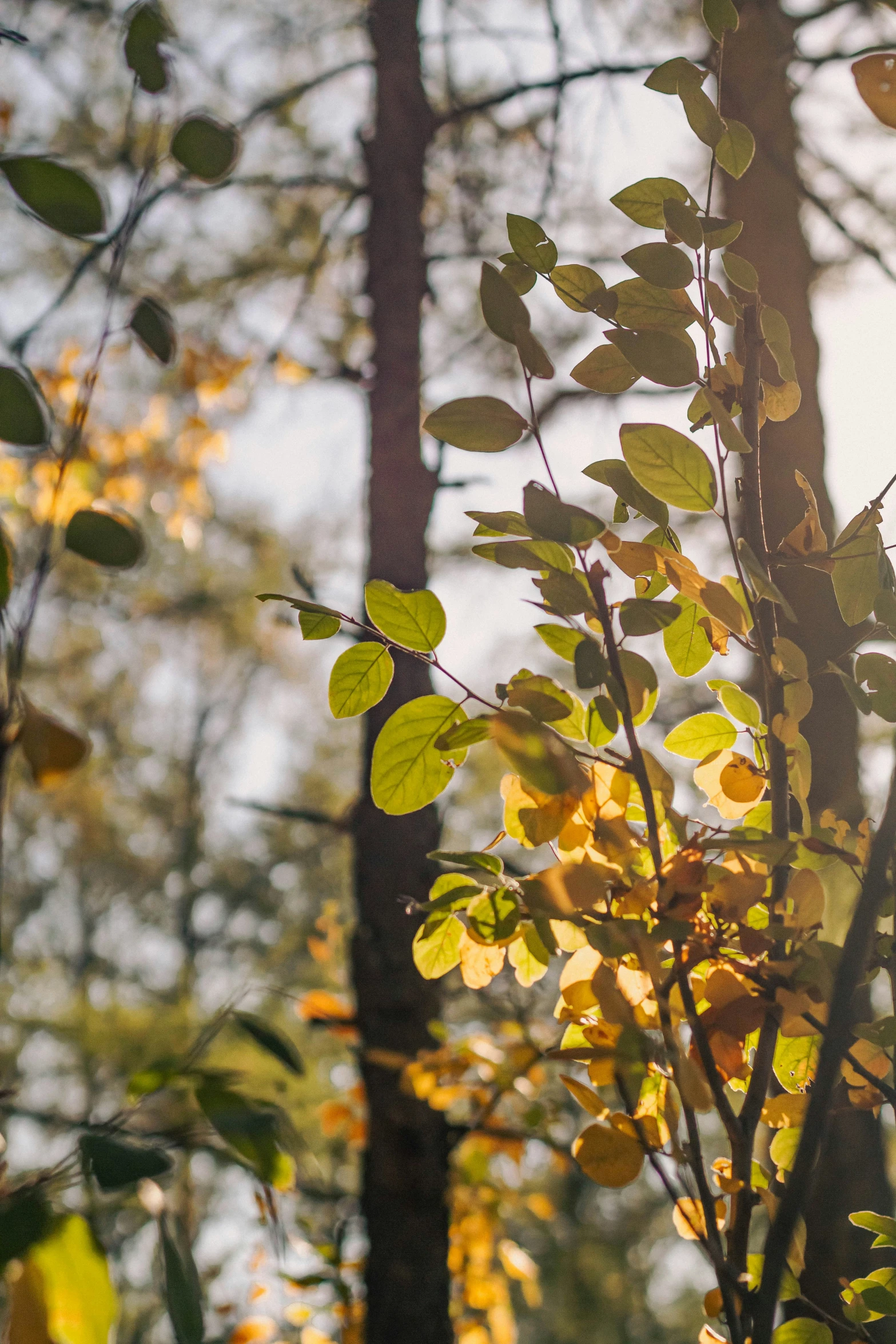 green leaves growing on the trees in a forest