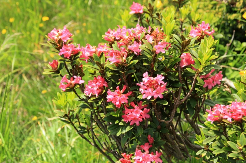 pink flowers that are in the grass