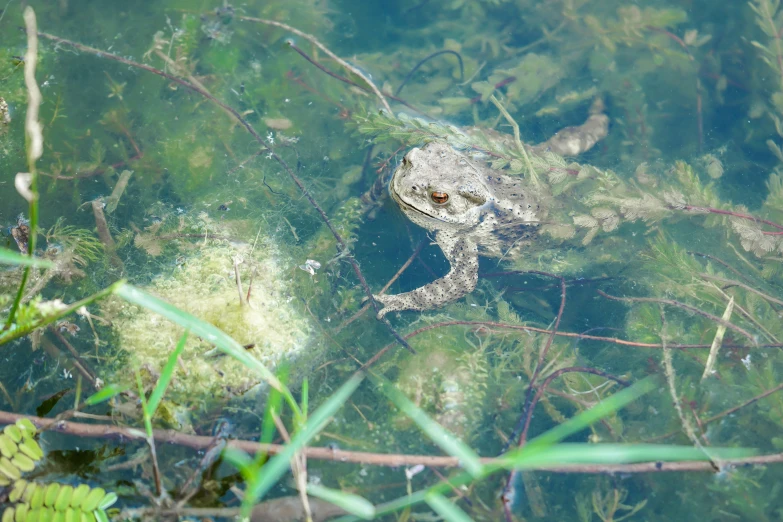 an image of a frog that is in the water