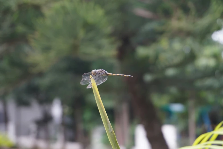 dragon fly sitting on top of a bamboo plant