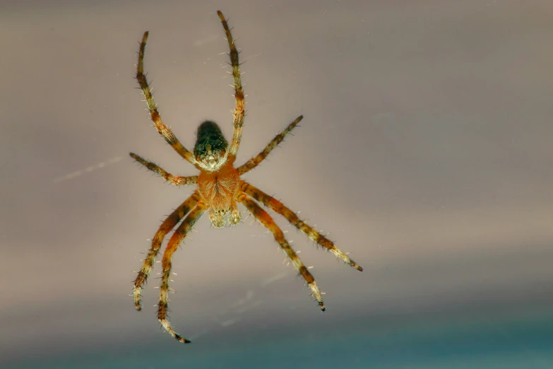 the large, bright orange spider is seen in its web