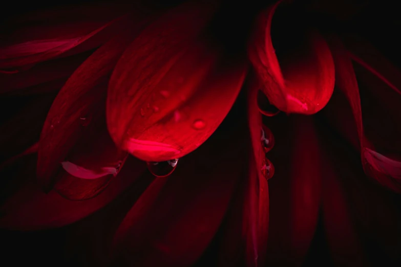 a dark red flower with drops of water on it