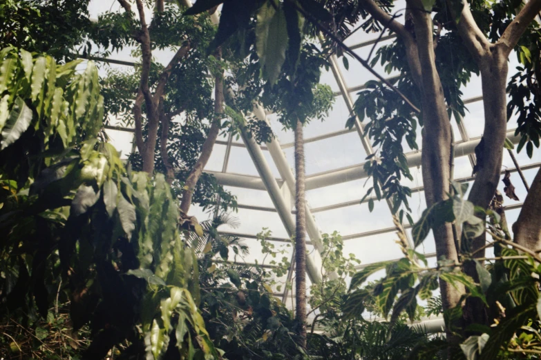 an area with a huge tree that is covered by roofing