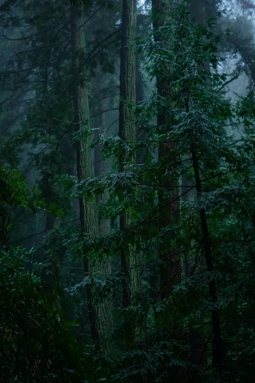 a forest with several trees covered in fog