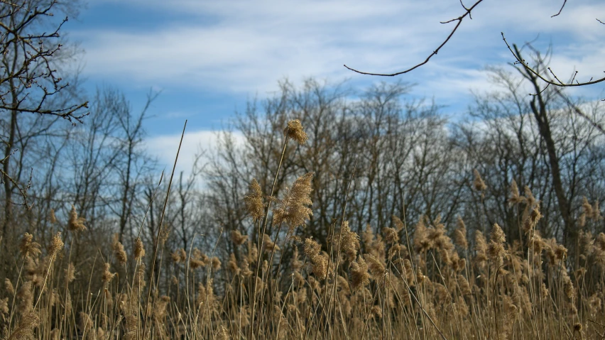 the trees in the field are full of dead grass