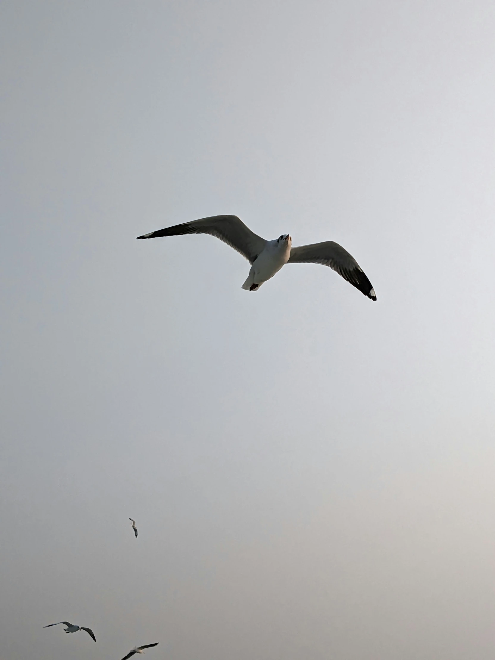 seagulls flying over the ocean on a clear day