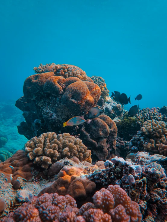 a bunch of corals and reef fish that are swimming on the water