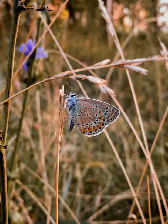 erfly with black orange and blue wings resting on twig