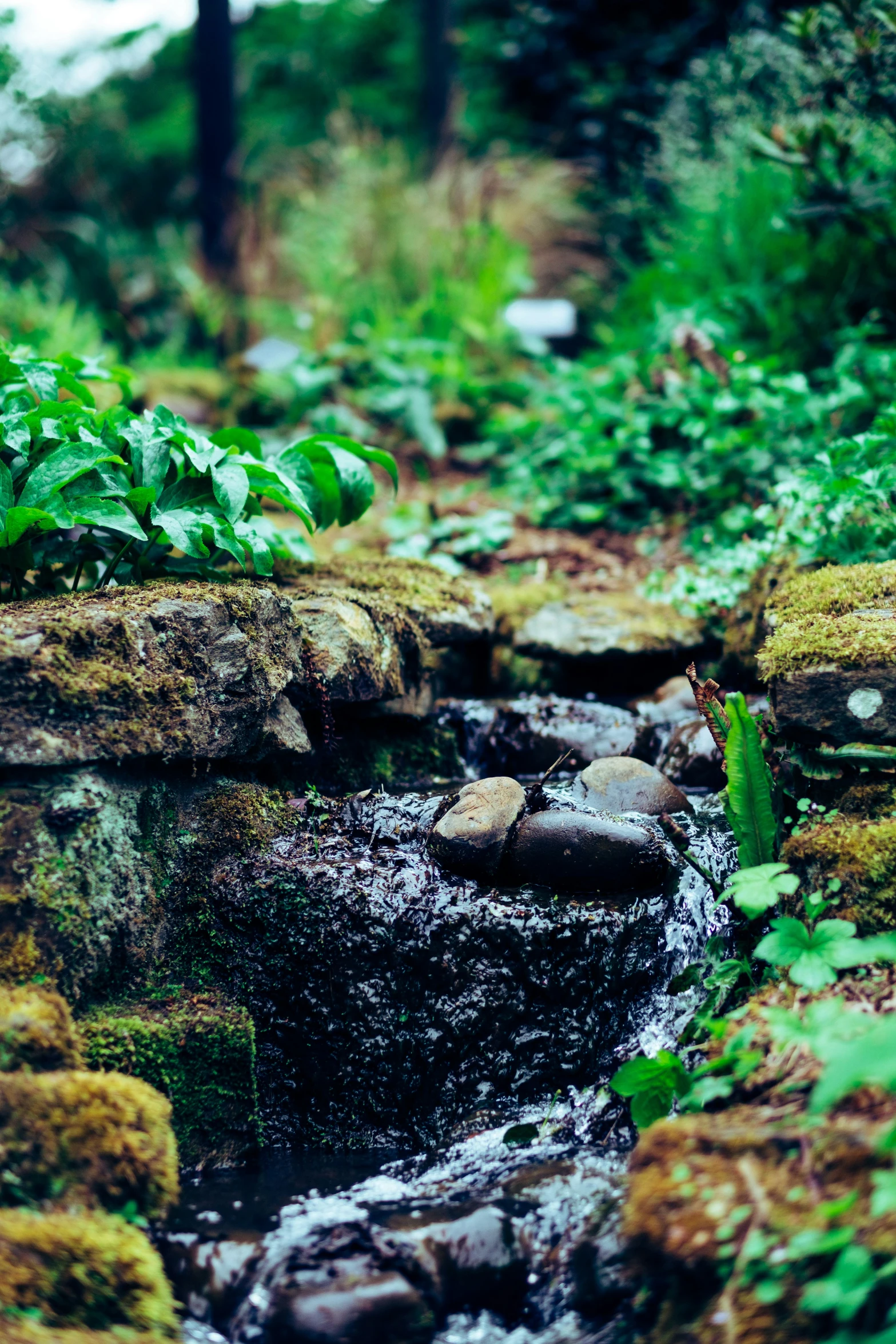 small creek running among mossy stones in the woods