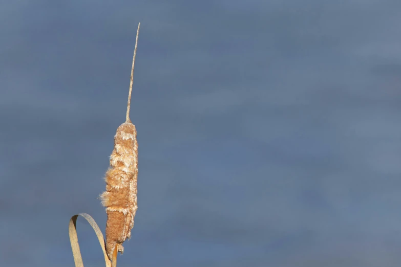 a feathery bird on a perch looking for food