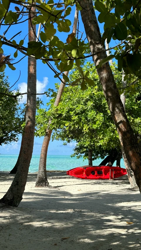 two red canoes on beach between many trees