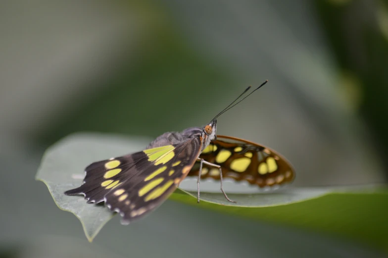 a erfly rests on the edge of a green leaf