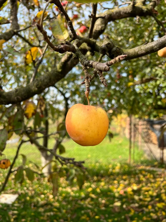 a fresh orange hanging from an apple tree