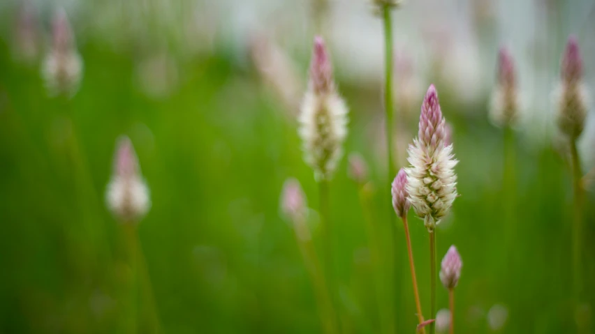 a close up of some flowers near one another