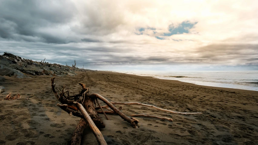 several logs and nches left on a beach