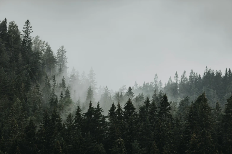 a forest with dense tree tops on a foggy day