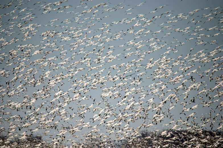 a flock of birds flying in formation